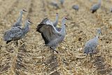 Sandhill Craneborder=